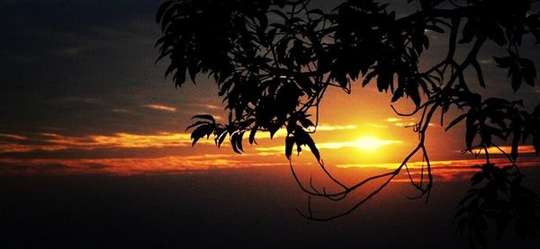 Silhouette of trees at sunset