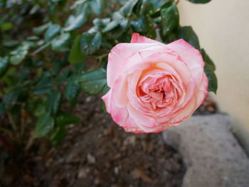 Close-up of pink rose blooming outdoors