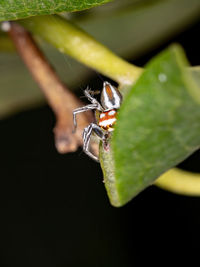 Close-up of insect