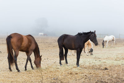 Horses grazing in the field
