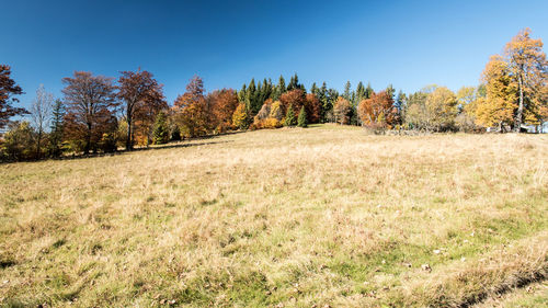 Trees on field against clear sky