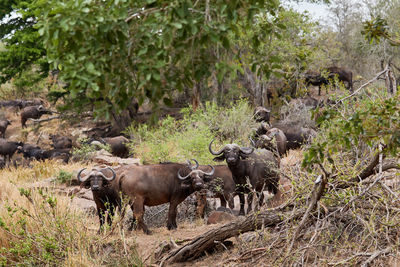 Herd of african buffalo in kruger