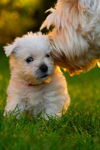 West highland white terrier mother and child closeup