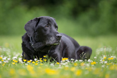 Black dog on field