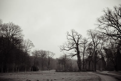 Empty road along trees