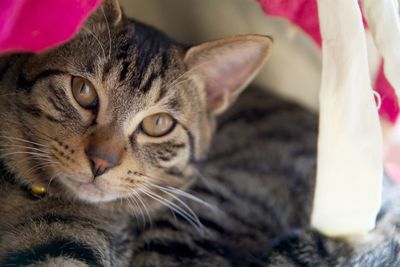 Close-up of cat staring