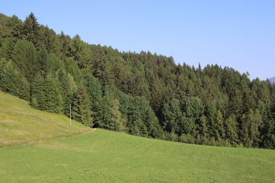 Scenic view of trees on field against clear sky