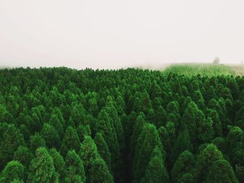 Scenic view of forest against clear sky