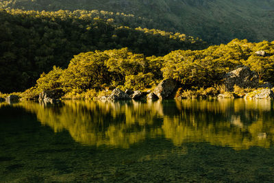 Scenic view of lake and trees