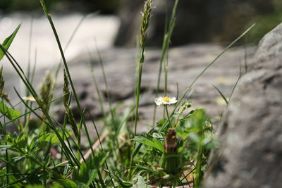 Close-up of yellow flowering plant on field