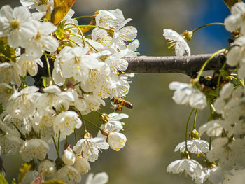 Close-up of fresh flowers blooming on tree