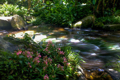 View of ducks on rock by water