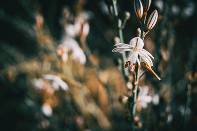 Close-up of white flowering plant