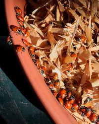 Close-up view of orange indoors