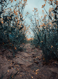 Trees in forest against sky