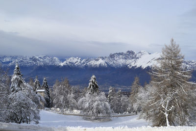 Snow covered pine trees against sky