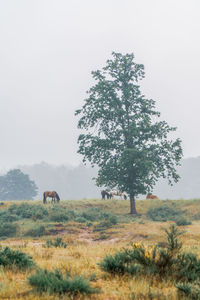 Horses grazing in the pasture