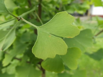 Close-up of plant