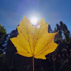 Sun over the leaf