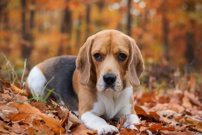 Portrait of dog