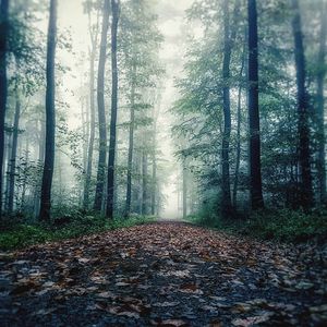 Trees in forest during autumn