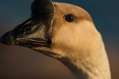 Close-up of bird