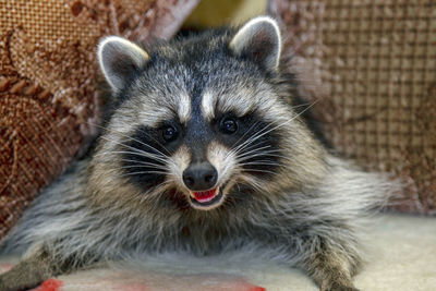 Raccoon smile