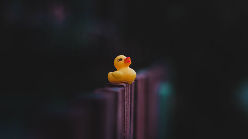 Close-up of a bird against blurred background