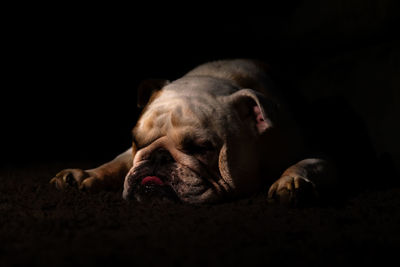 Close-up of dog lying on floor