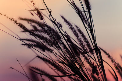 Low angle view of stalks against sky at sunset