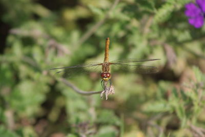 Close-up of dragonfly on twig