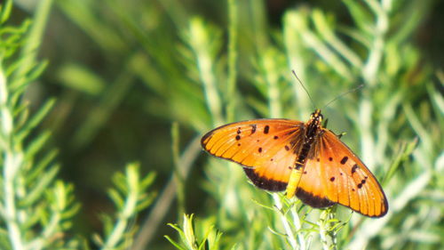 Close-up of butterfly pollinating flower