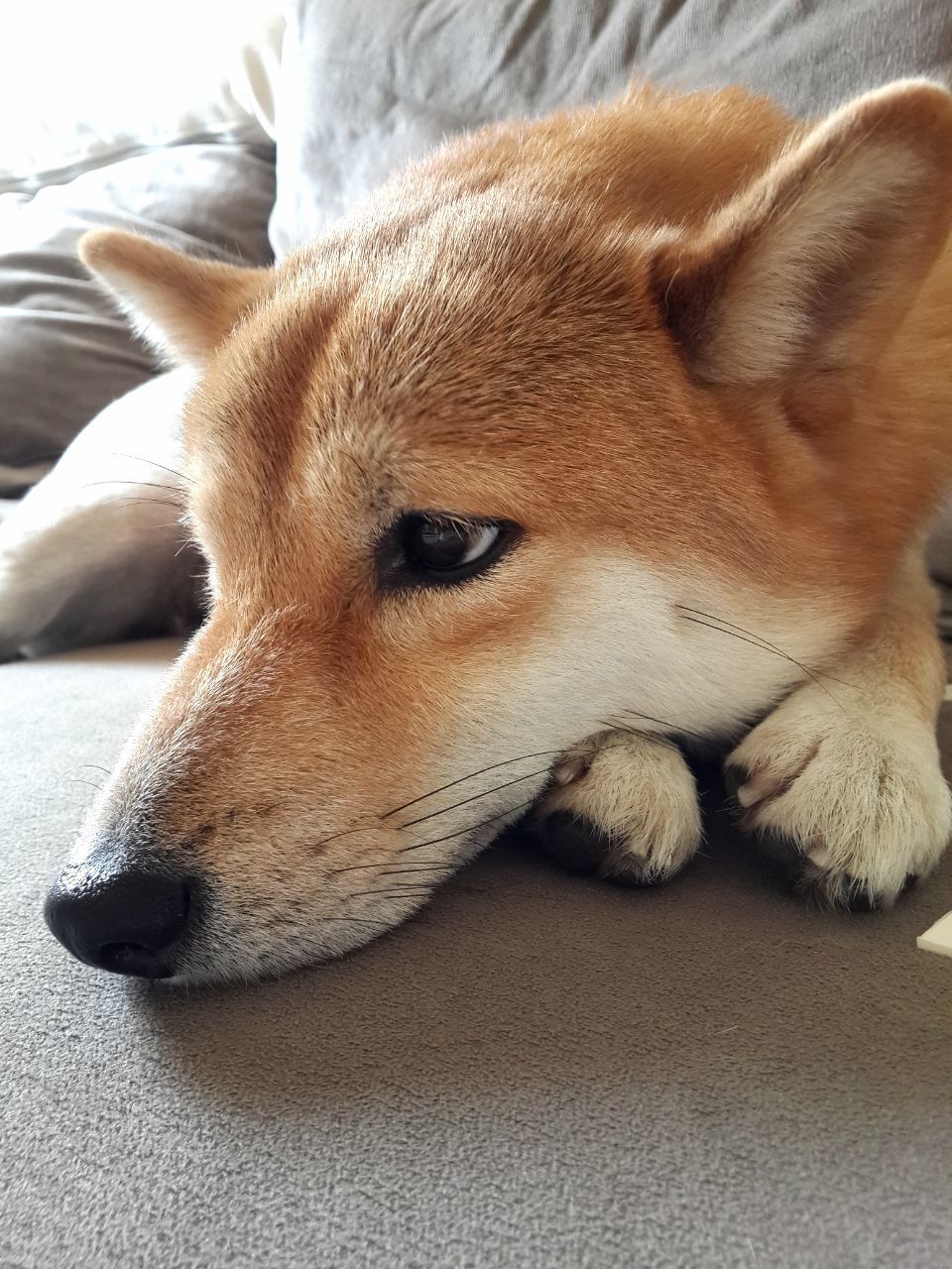 animal themes, mammal, domestic animals, one animal, dog, pets, relaxation, indoors, close-up, brown, animal head, resting, lying down, no people, focus on foreground, day, relaxing, animal body part, portrait, zoology