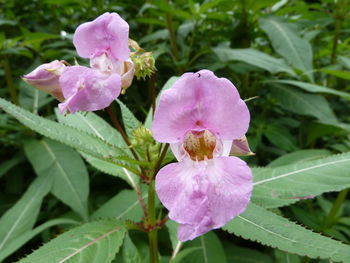 Close-up of flower blooming outdoors