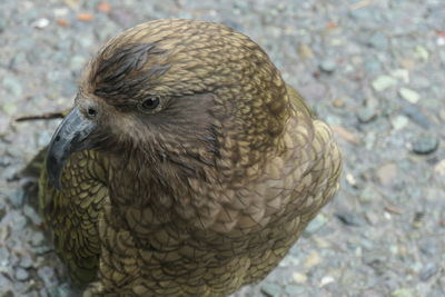 Close-up of duck