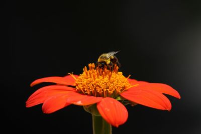 Close-up of yellow flower