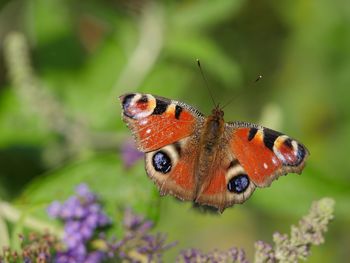 Close-up of butterfly on purple flower