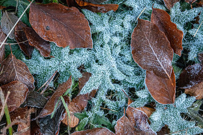 High angle view of dry leaves on land