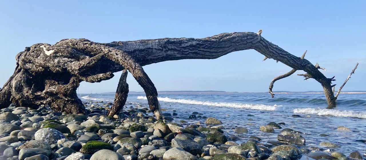 DRIFTWOOD ON BEACH