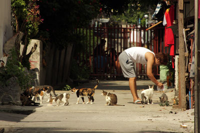 Dogs on street in city