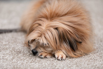 Close-up of a dog sleeping