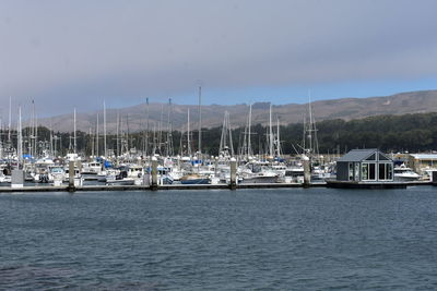 Sailboats in marina