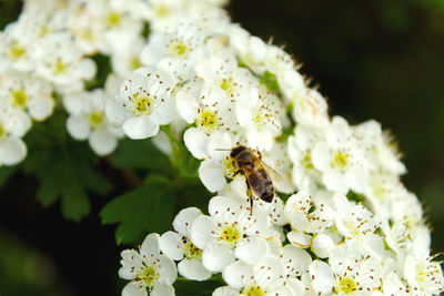 Close-up of bee pollinating on white flower