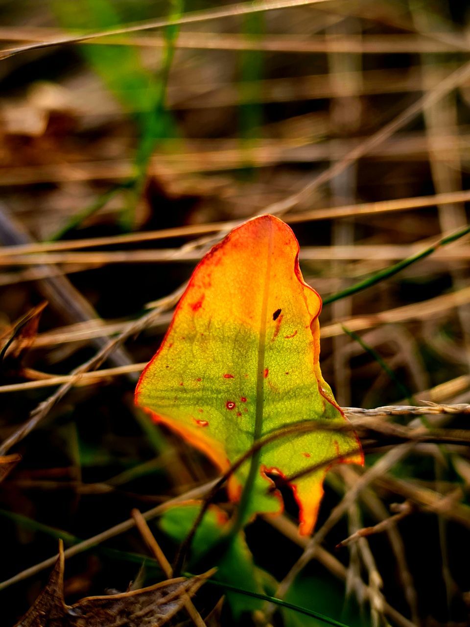 Art2art EyeEm Best Shots Macro Sorrel Rich In Vitamin C Autumn colors Leaf Autumn Change Close-up Plant Growing Leaf Vein Leaves Focus Natural Pattern