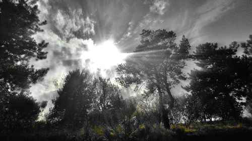 Low angle view of sunlight streaming through trees