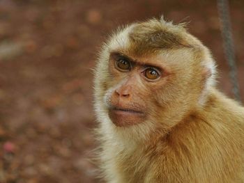 Portrait of monkey