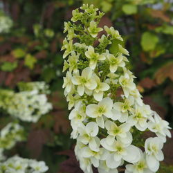 Close-up of white flowers