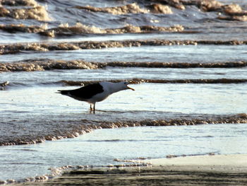 Silhouette of birds on beach