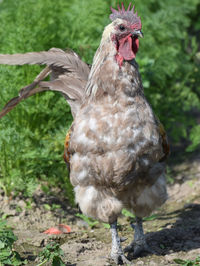 Close-up of duck on field