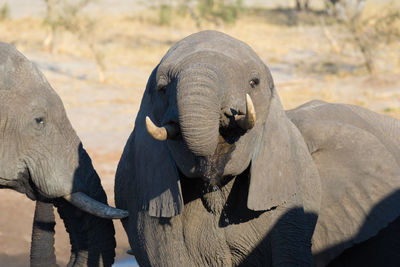 Close-up of elephants standing outdoors